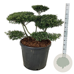 Ilex crenata 'Stokes' 80-100 cm cont. 90L bonsai