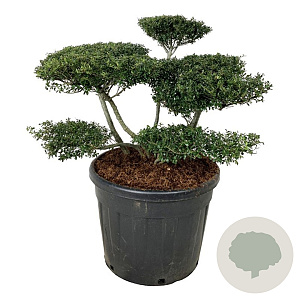 Ilex crenata 'Stokes' 80-100 cm cont. 90L bonsai