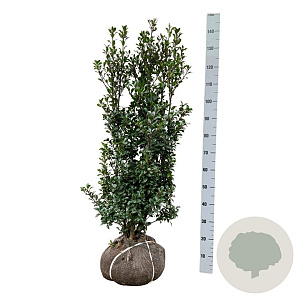 Ilex meserv. 'Heckenstar' 100-125 cm met kluit extra
