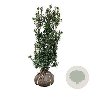Ilex meserv. 'Heckenstar' 100-125 cm met kluit extra