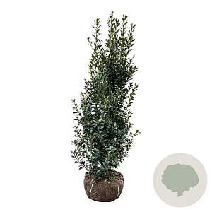 Ilex meserv. 'Heckenpracht' 150-175 cm met kluit extra