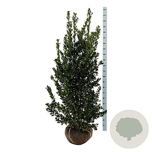 Ilex meserv. Heckenblau 150-175 cm met kluit extra
