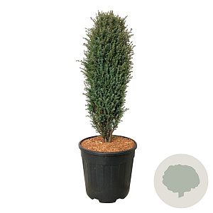 Juniperus comm. 'Compressa' 50-60 cm 15L