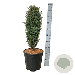 Juniperus comm. 'Compressa' 50-60 cm 15L