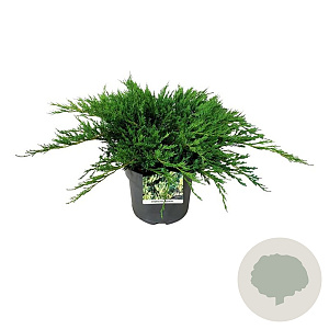 Juniperus h. 'Agnieszka' 40-50 cm 6L
