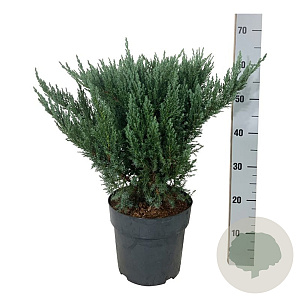 Juniperus pf. 'Blue Chiffon' 40-50 cm 6L