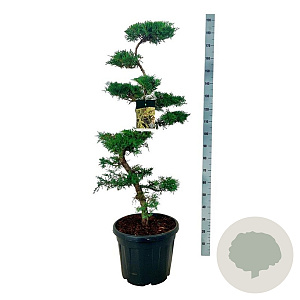 Juniperus pfitzeriana 100-125 cm 45L bonsai