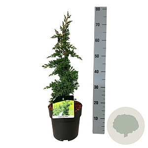 Juniperus procumbens 'Nana' 40-50 cm 4,5L piramide