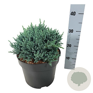 Juniperus squamata 'Tropical Blue' 25-30 cm 6,5L