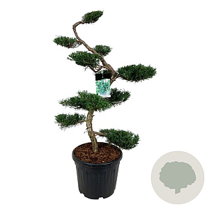 Juniperus virg. 'Grey Owl' 125 cm cont. 55L bonsai