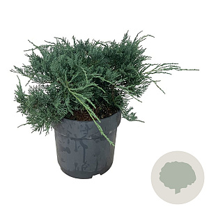 Juniperus virg. 'Grey Owl' 30-40 cm 6,5L