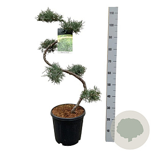 Juniperus virg. 'Grey Owl' 80 cm 15L bonsai