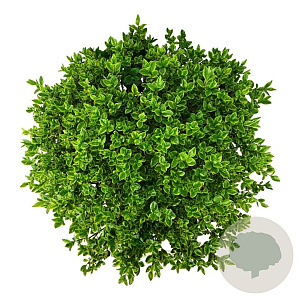 Ligustrum oval. 'Aureum' 50-60 cm 45L bol extra