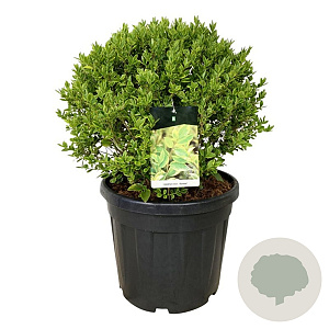 Ligustrum oval. 'Aureum' 50-60 cm 45L bol extra