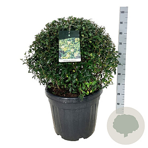 Ligustrum vulg. 'Atrovirens' 60-70 cm 45L bol extra