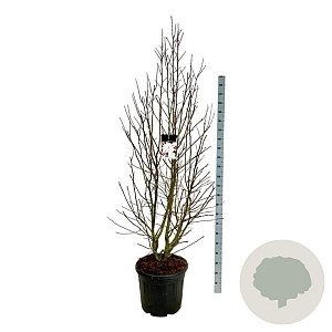 Magnolia loebneri 'Merrill' 200-225 cm cont. 55L extra