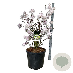 Magnolia loebneri 'Wildcat' 80-100 cm cont. 55L extra