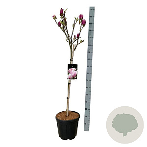 Magnolia soul. 'Cameo' 80 cm stam 15L