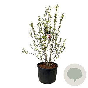 Magnolia soulangeana 175-200 cm cont. 230L solitair