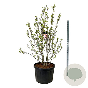 Magnolia soulangeana 175-200 cm cont. 230L solitair