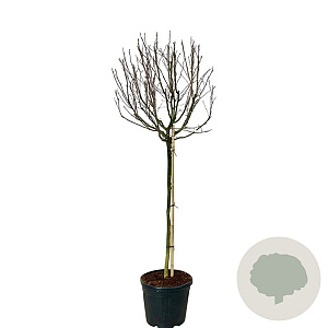 Magnolia st. 'Rosea' 120 cm stam cont. 55L extra