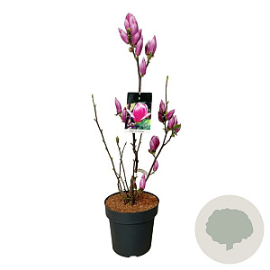 Magnolia soul. 'Satisfaction' 80-100 cm 15L