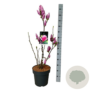 Magnolia soul. 'Satisfaction' 80-100 cm 15L
