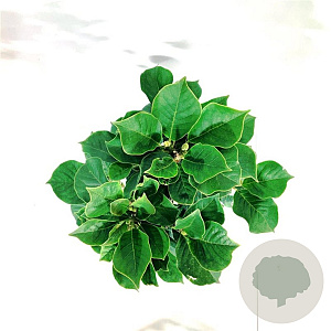 Magnolia soul. 'Satisfaction' 80 cm stam 15L