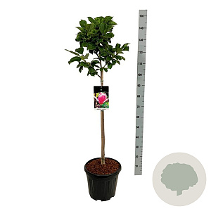 Magnolia soul. 'Satisfaction' 80 cm stam 15L