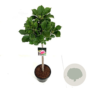 Magnolia soul. 'Satisfaction' 80 cm stam 15L
