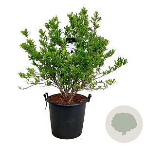 Magnolia stellata 100-125 cm cont. 55L extra