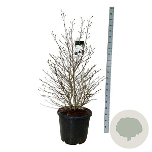 Magnolia stellata 125-150 cm cont. 55L extra