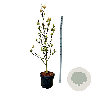Magnolia 'Sunsation' 225-250 cm cont. 55L extra