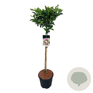 Magnolia 'Susan' 90 cm stam 15L