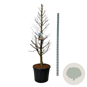 Metasequoia gl. Amber Glow 200-225 cm cont. 55L extra