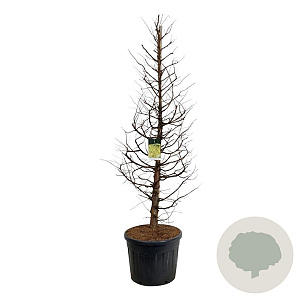 Metasequoia gl. Amber Glow 200-250 cm cont. 90L extra