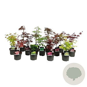 Mixlaag Acer palmatum veredeld 50-60 cm 4,5L