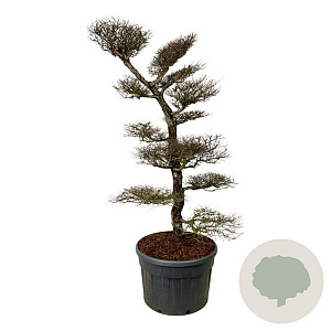 Nothofagus antarctica 200-225 cm cont. 230L bonsai