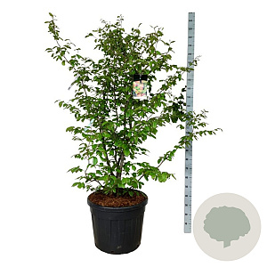 Parrotia persica 150-175 cm cont. 90L extra