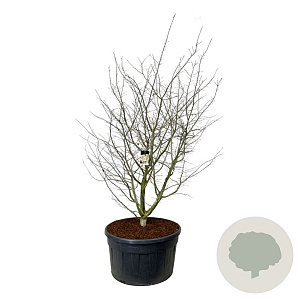 Parrotia persica 225-250 cm cont. 500L spiraal