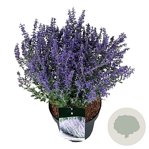 Perovskia atripl. 'Prime Time' 40-50 cm 15L