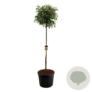 Photinia fraseri 'Red Robin' 180 cm stam cont. 130L extra