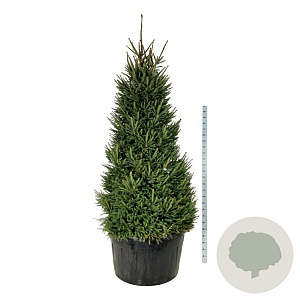 Picea abies 250-300 cm cont. 500L solitair