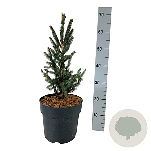 Picea a. 'Columnaris' 40-50 cm 6L