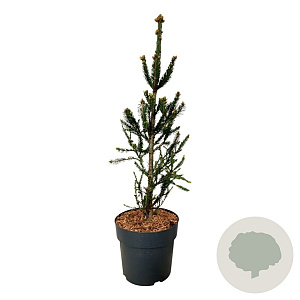 Picea a. 'Columnaris' 60-80 cm 6L