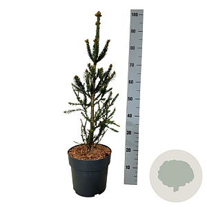 Picea a. 'Columnaris' 60-80 cm 6L