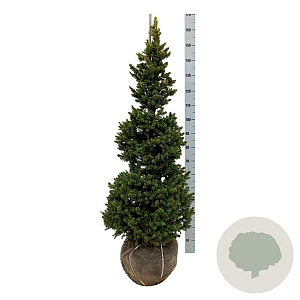 Picea a. 'Will's Zwerg' 100-125 cm met kluit extra