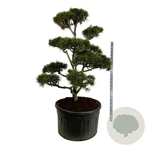 Pinus contorta 200-225 cm cont. 500L bonsai