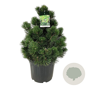 Pinus heldreichii 'Compact Gem' 50-60 cm 30L extra