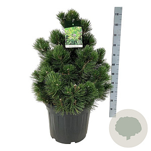 Pinus heldreichii 'Compact Gem' 50-60 cm 30L extra